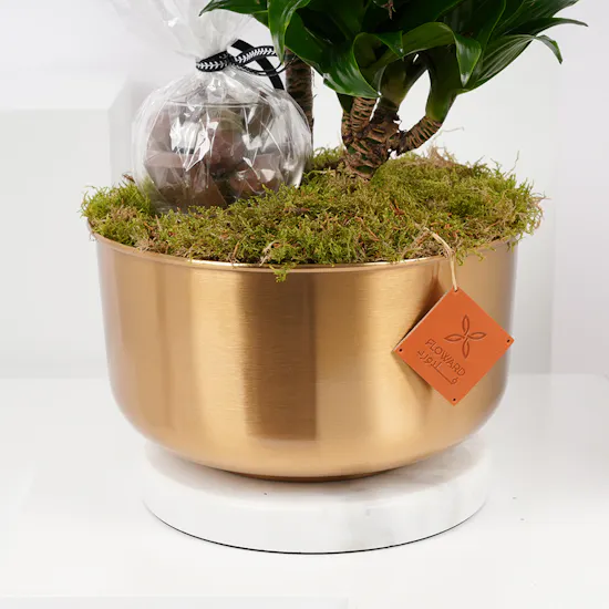 Dracaena Fragrans Compacta | Floward's Chocolate