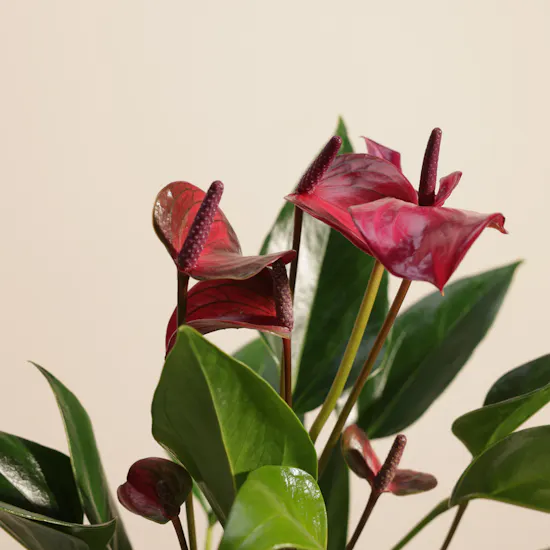 Classy Purple Anthurium Plant