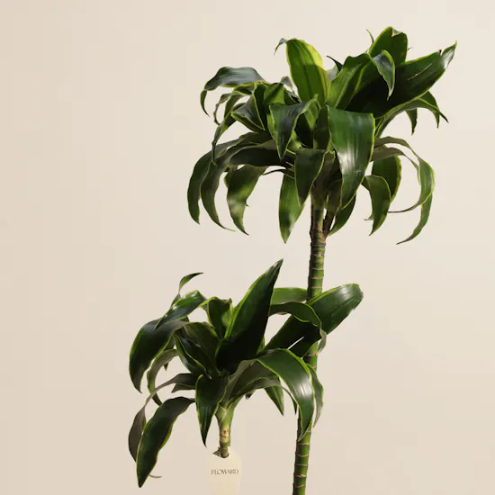 Fantastic Dracaena Fragrans Plant