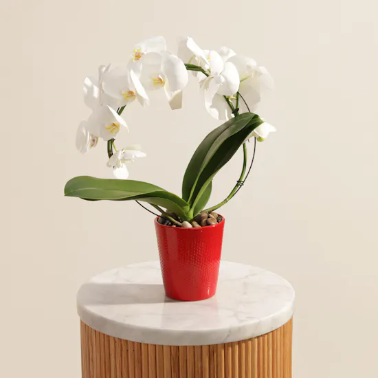 Fancy Bow Shaped White Phalaenopsis Plant
