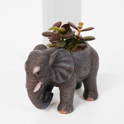 Indoor Plant | Elephant Pot