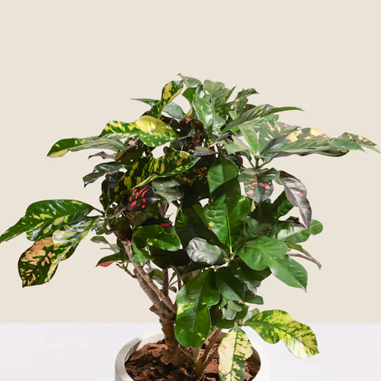 Grand Codiaeum Variegatum Plant