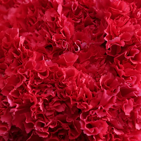 Unique Fuchsia Carnation Box | 35 Flowers