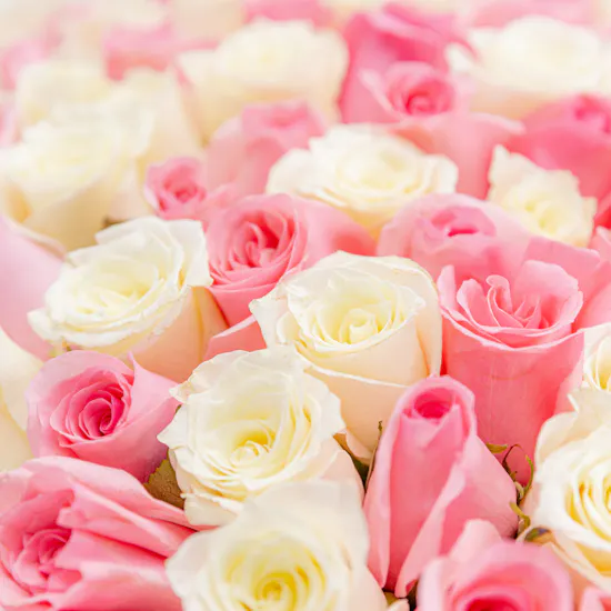 150 White and Revival Rose
