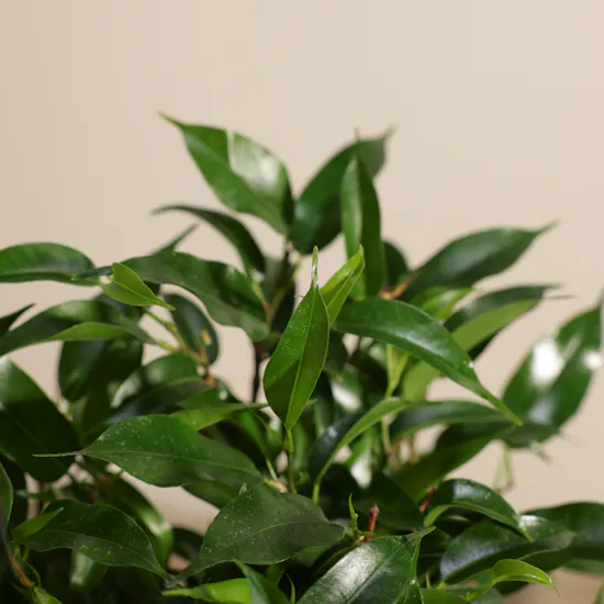 Delicate Ficus Benjamina Natasja Plant