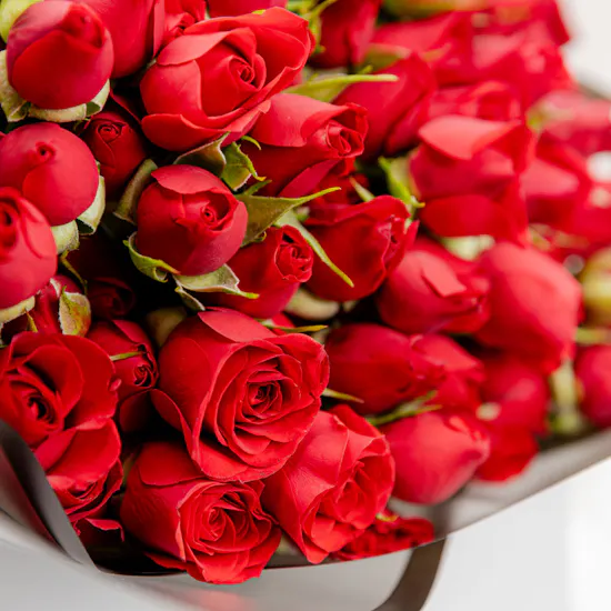Red Baby Roses | Black Wrap