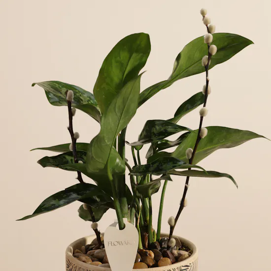 نبات أجلاونيما ماريا المتألق