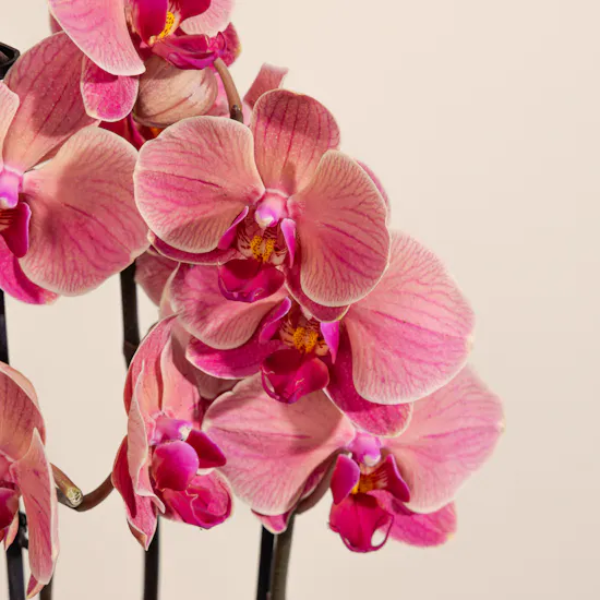 Light Orange Orchid Plant Pot