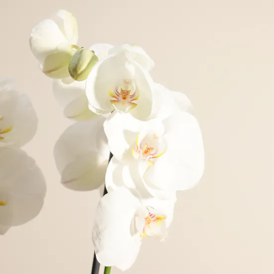 Peaceful White Orchid Plant