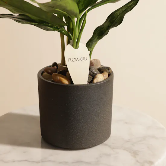 Serene Green Maria Aglaonema Plant