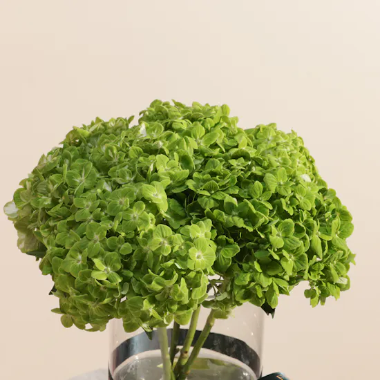 Fresh Green Hydrangea Vase