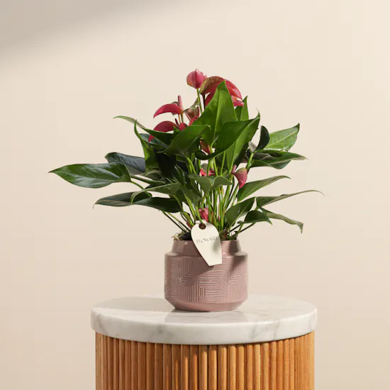 Regal Purple Anthurium Plant
