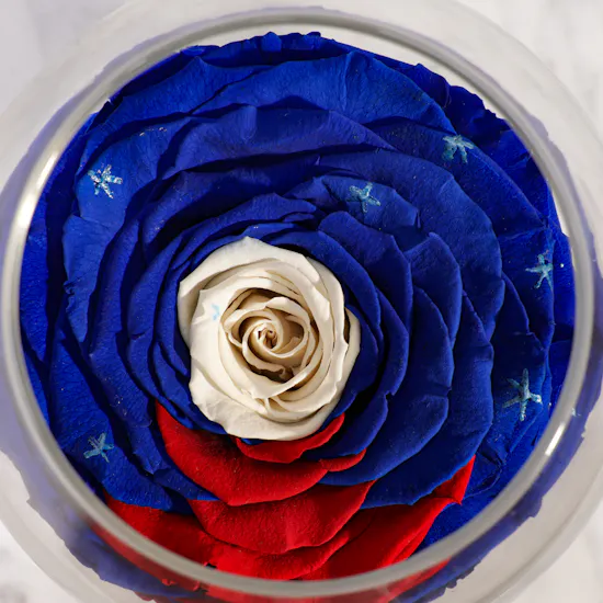 Preserved Blue and Red Rose with White Center