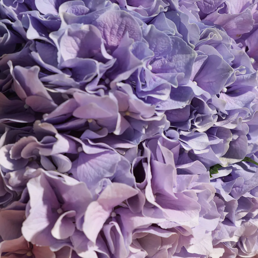 Purple Hydrangea Bouquet  2