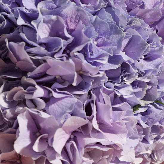 Purple Hydrangea Bouquet