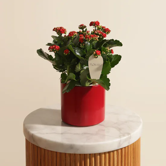 Lovely Pure Red Kalanchoe Plant