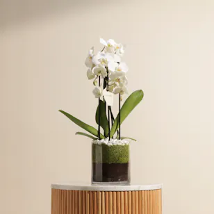 Fancy White Orchid Plant Fancy White Orchid Plant