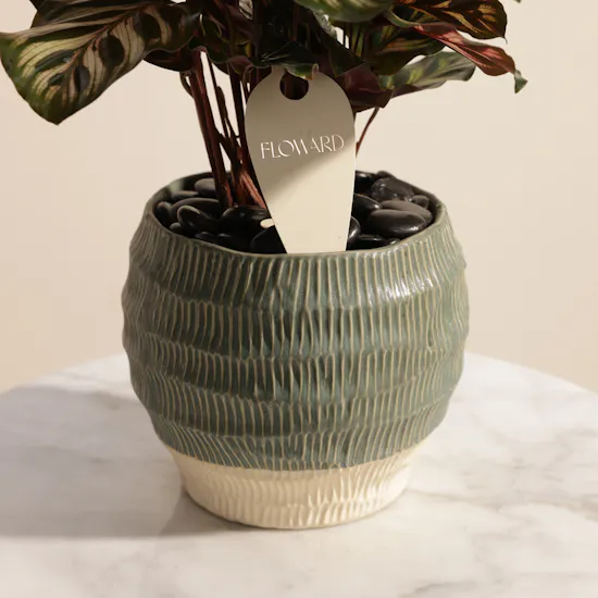 Soft Calathea Makoyana Plant