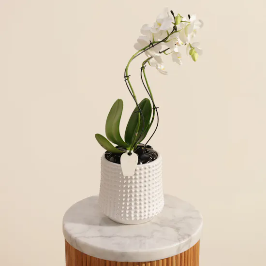 Elegance White Zigzag Shaped Phalaenopsis Plant