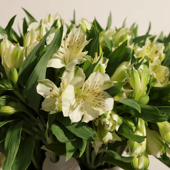 White Alstroemeria Vase