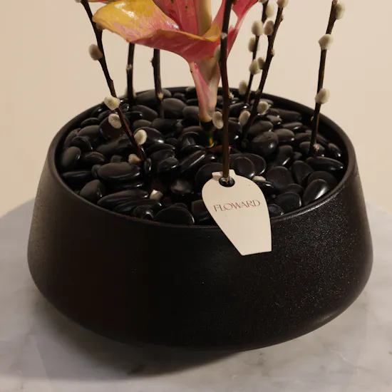 Red Joy Aglaonema Plant
