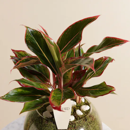 Fiery Red Aglaonema Plant