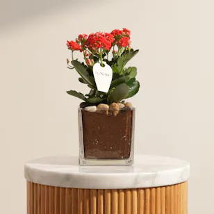 Small Red Kalanchoe Plant Small Red Kalanchoe Plant