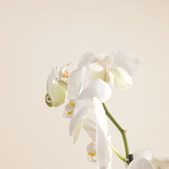 Spark White Orchid Plant