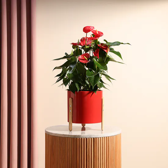 Royal Love Anthurium