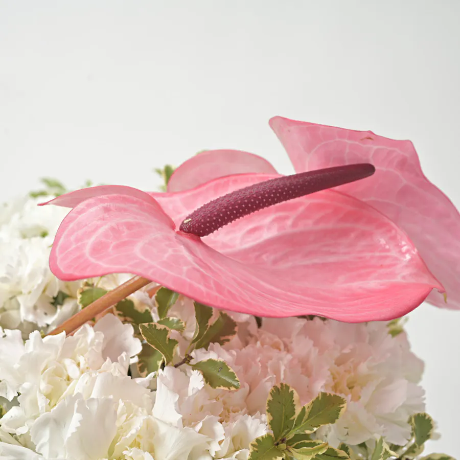 Carnation & Anthurium | Gold Vase 3