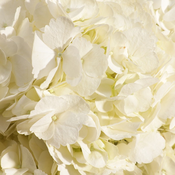 White Hydrangea Garden Bouquet