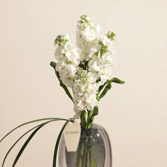 Pure Charm White Matthiola Vase