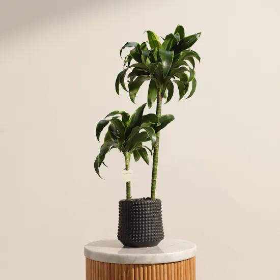 Fantastic Dracaena Fragrans Plant
