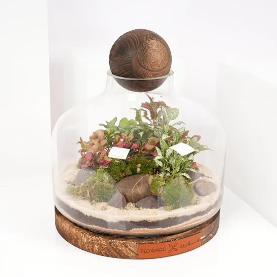 Little Fittonia Garden | Closed Terrarium