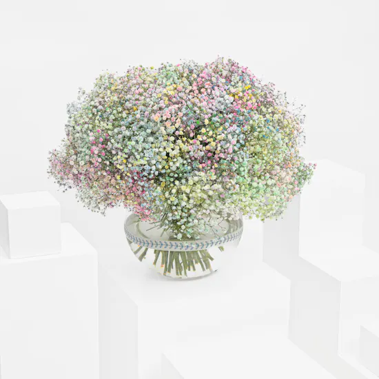 Alleviating Gypsophila | Glass Vase