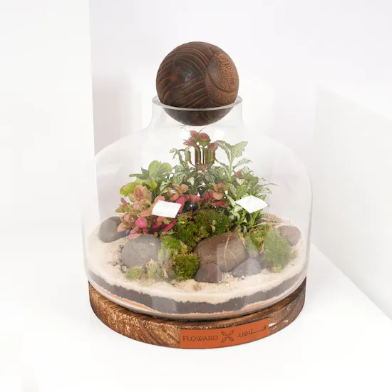 Little Fittonia Garden | Closed Terrarium