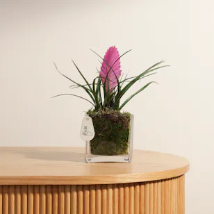 Pink Quill Plant