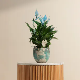 Blue Spathiphyllum Plant