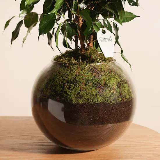 Ficus Benjamina Danielle