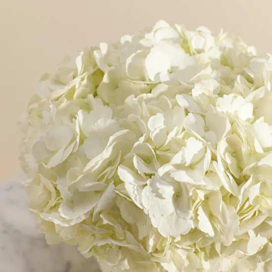 Magical White Hydrangea Vase
