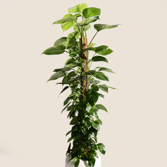 Astounding Big Epipremnum Plant