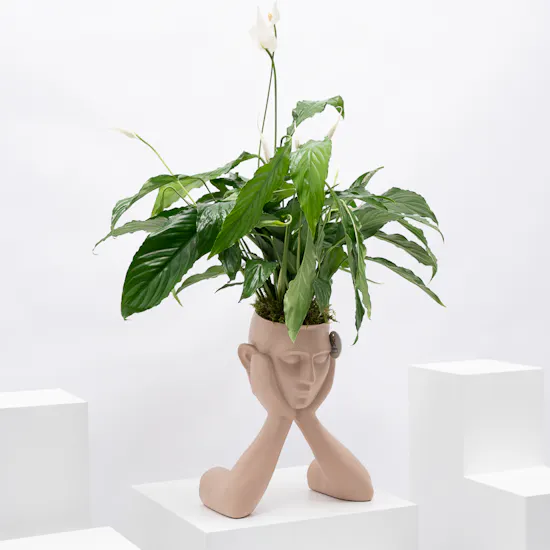 Spathiphyllum Sweet Rocco Plant | Sculpture Pot