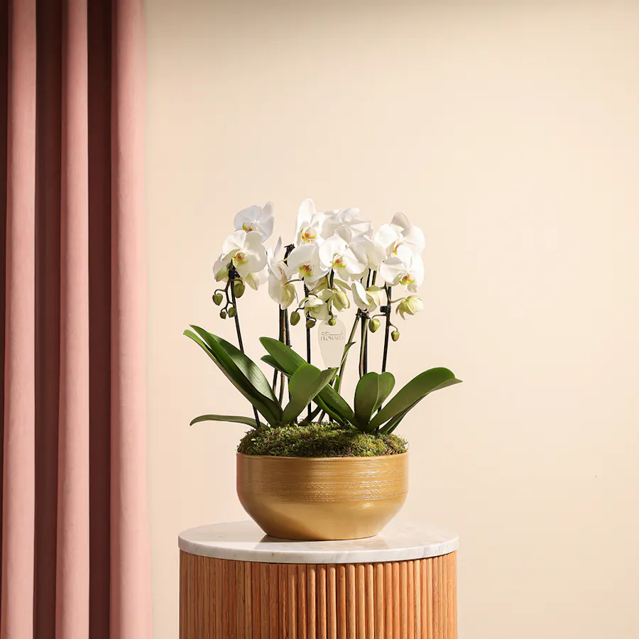 The Royal White Orchid  2