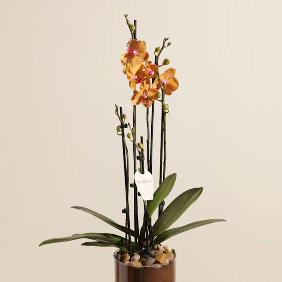 Charming Orange Orchid Plant