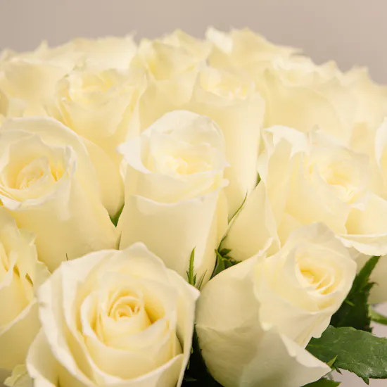 White Roses | Cylinder Glass Vase