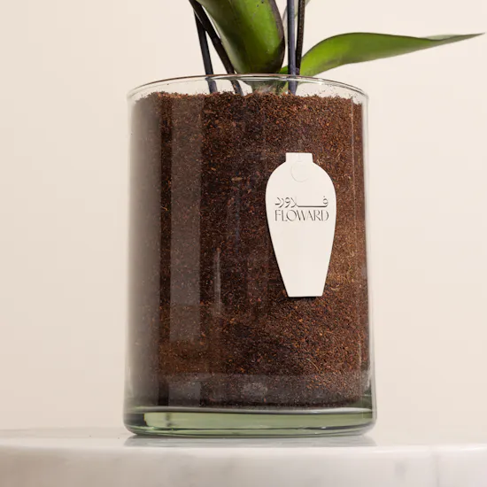 Purple Orchid Plant Pot