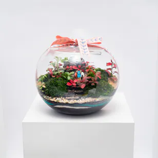 Little Green Forest | Closed Terrarium 