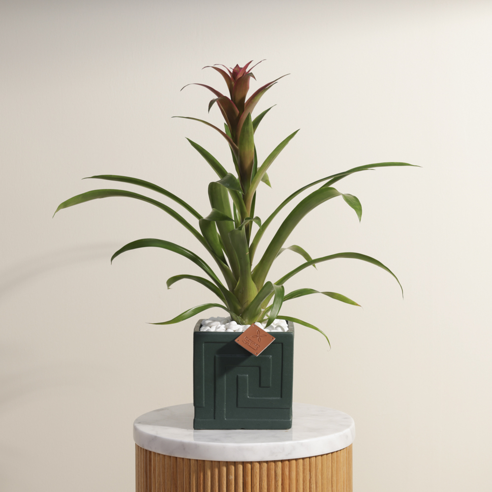 Pink Guzmania | Ceramic Pot