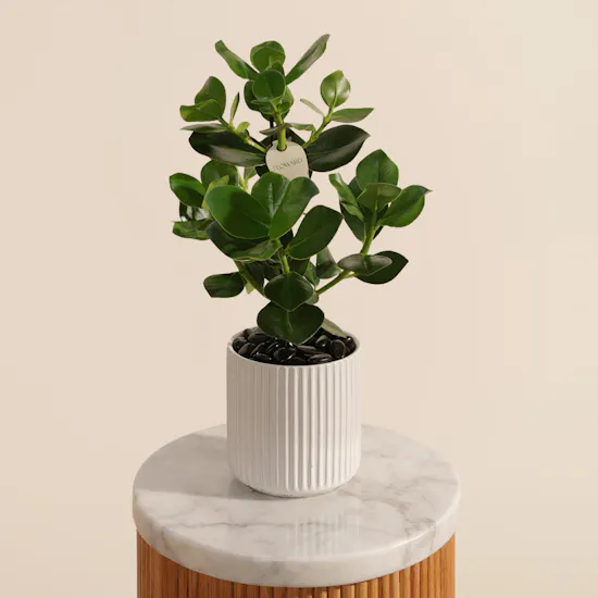 Shiny Green Clusia Rosea Princess Plant