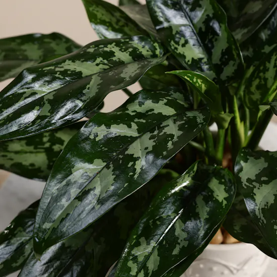 Passionate Aglaonema Maria Plant